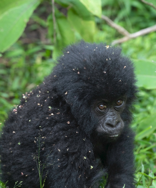 10-Days Gorilla Trekking and Wildlife Adventure