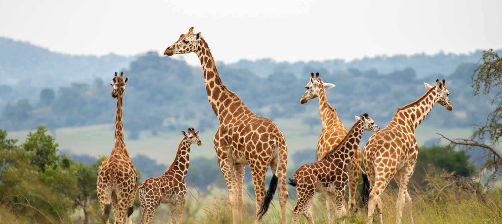 10-Days Gorilla Trekking and Wildlife Adventure