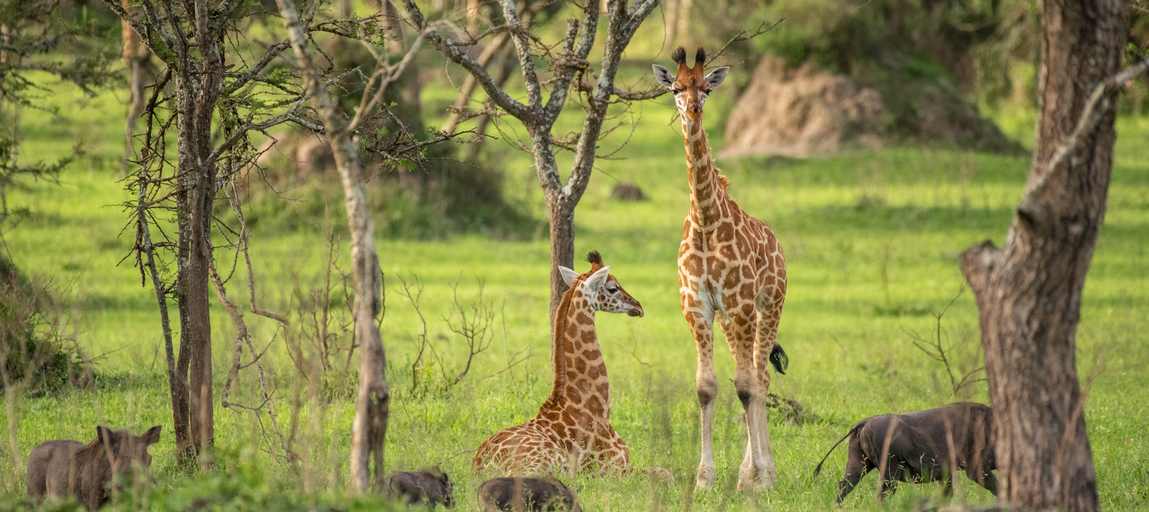 10-Days of Uganda Wildlife, Culture and Adventure Safari