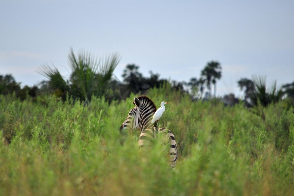 10 Must-Know Travel Tips for First Time Visitors to Uganda and Rwanda