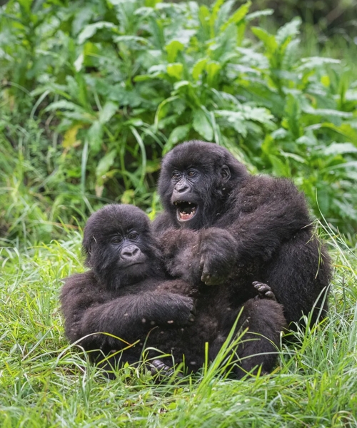 2 Days Bwindi Gorilla Trekking Adventure from Kigali