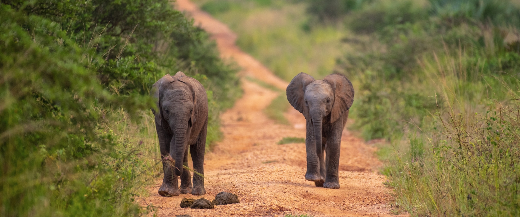 3-Day Murchison Falls Wildlife Safaris uganda
