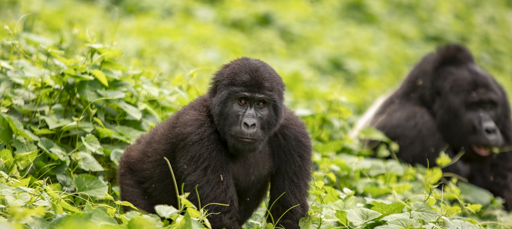4 Days Best of Uganda Gorilla Habituation Experience