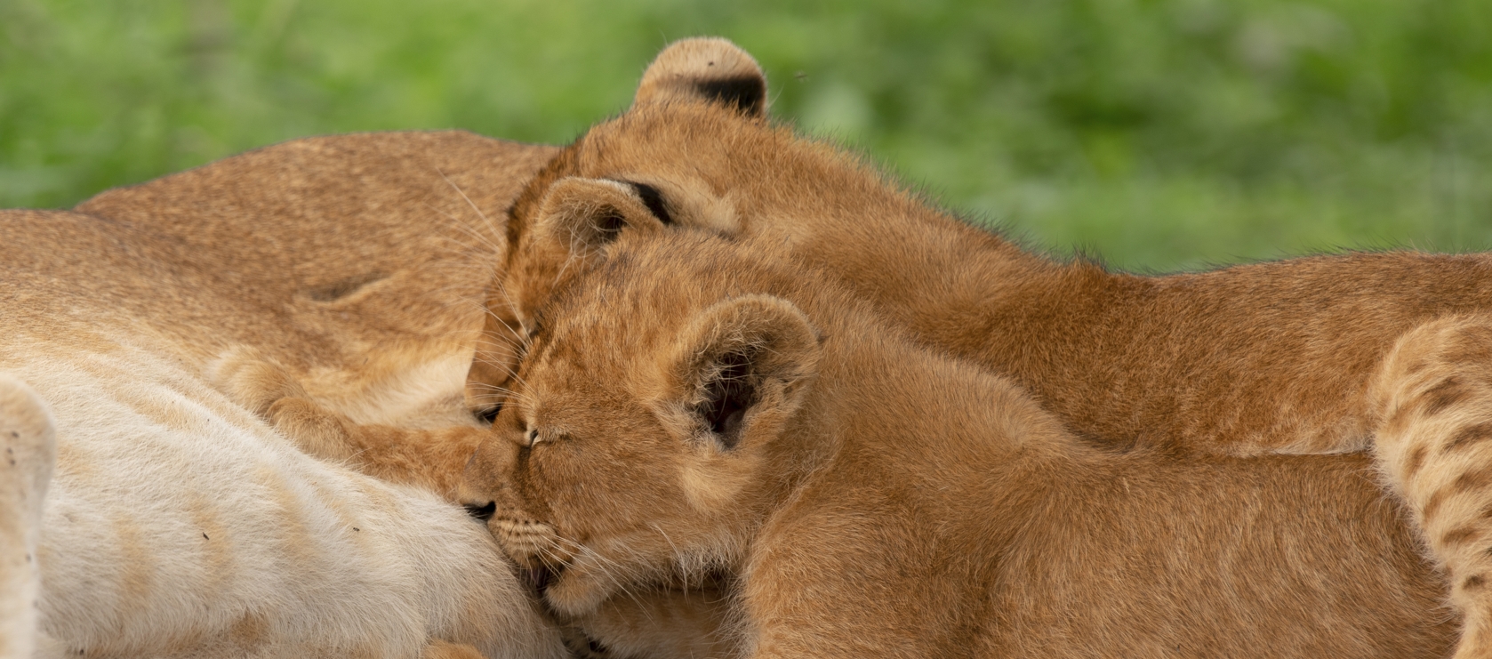 5 Days Mountain Gorilla Trekking and Wildlife Safari