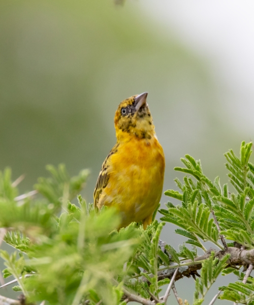 5-Days Uganda Bird Watching Tour