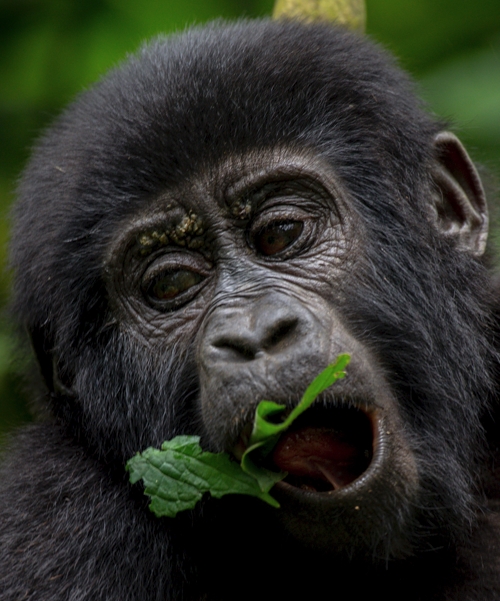 5 Days Uganda Gorilla Trekking and Safari experience