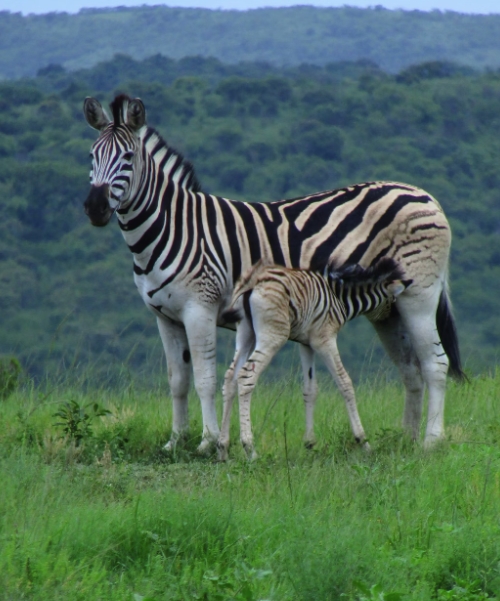 5 days zebra and lion safari experience Uganda is one of Uganda’s wildlife adventure experiences that will take you to some of the country’s most remarkable wildlife destinations.