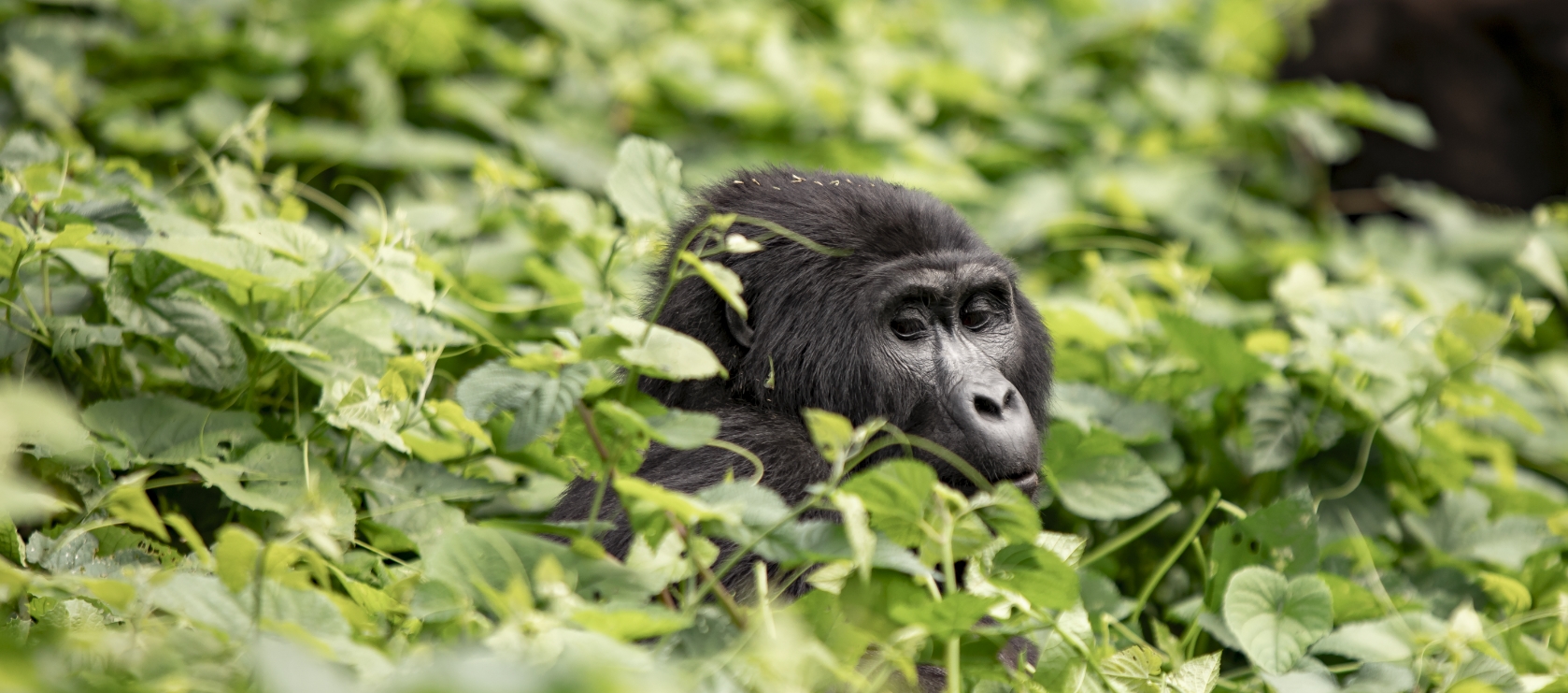 6 Days Gorilla and White-Water Rafting Tour