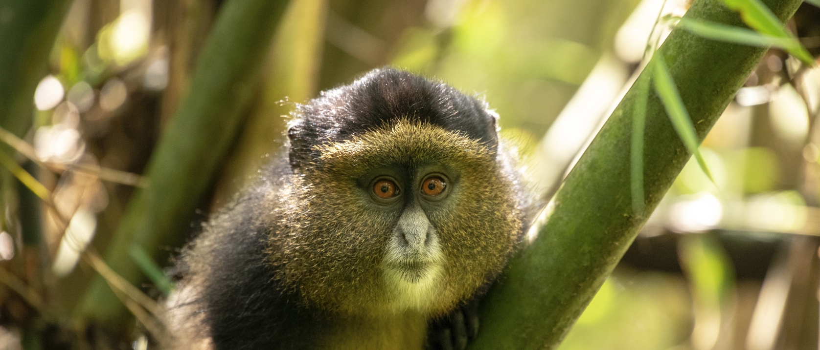 6 Days of Cultural and Wildlife Safari in Mgahinga