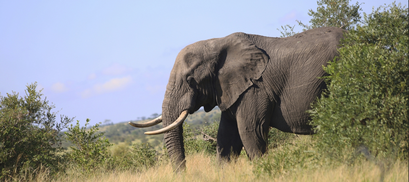 7 Days Best of Rwanda Wildlife Safaris