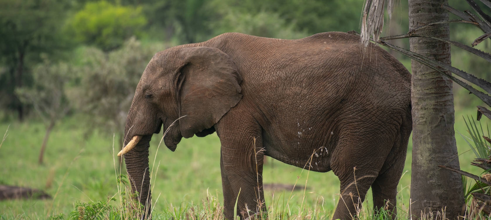 7-Days Uganda Wildlife and Primate Experience Safari