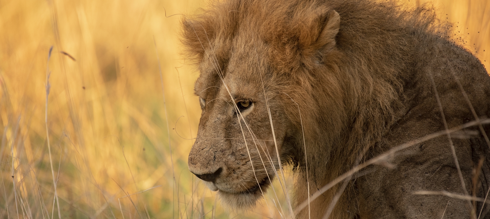 7-days Uganda chimpanzee trekking and wildlife safari