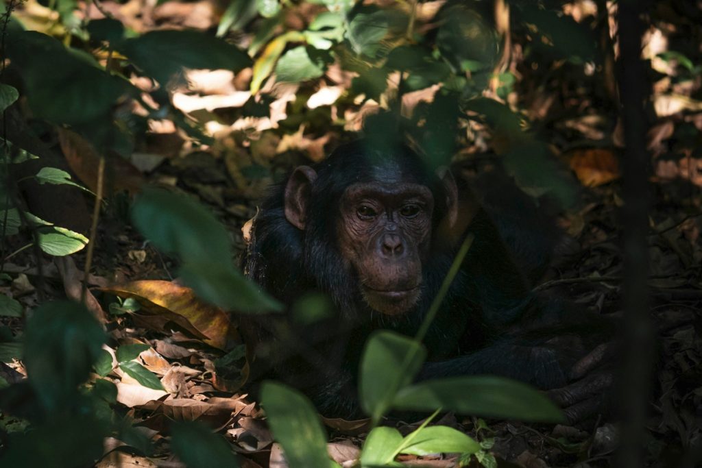 A Guide to Chimpanzee Trekking in Uganda