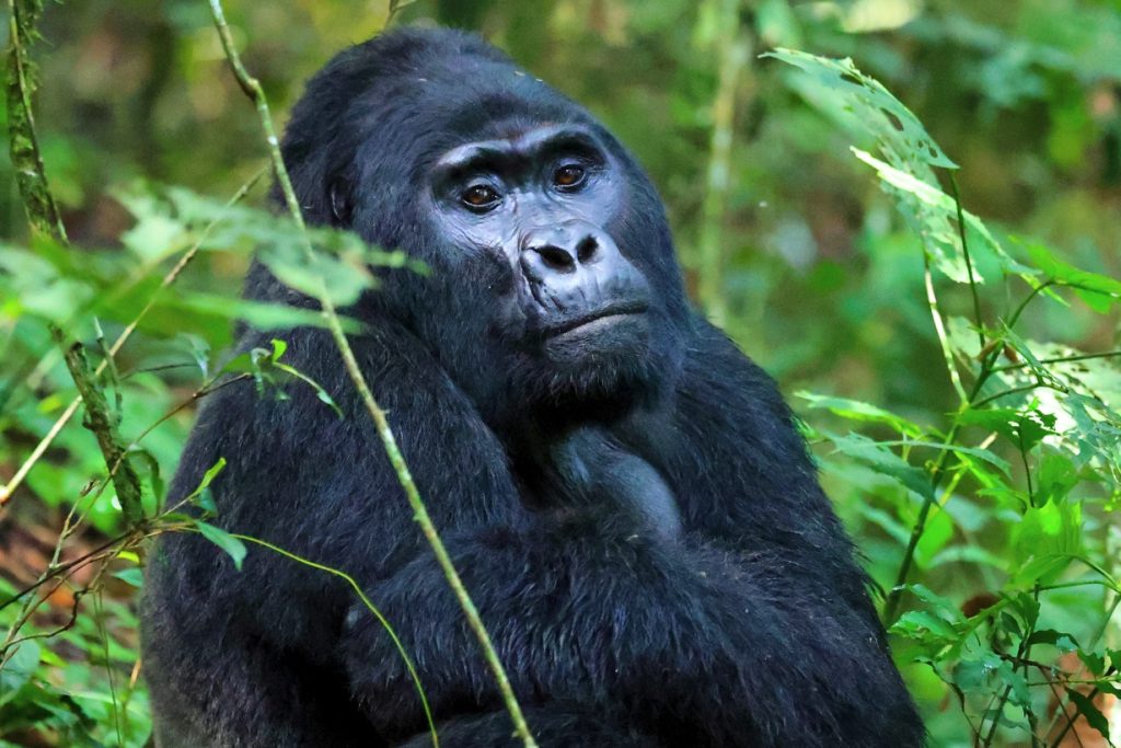 A Guide to a Budget Gorilla Trekking Safari