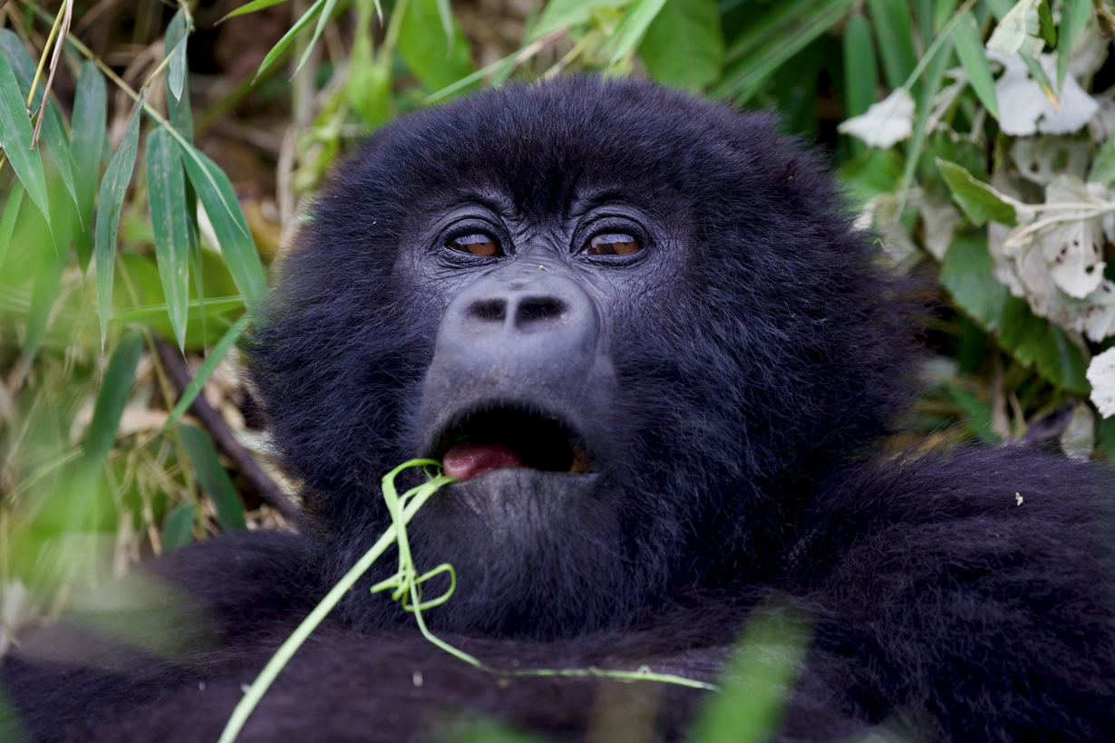 A Journey of Discovery in Bwindi, which is a top wildlife safari destination in Africa, home to mountain gorillas, birds, Batwa people