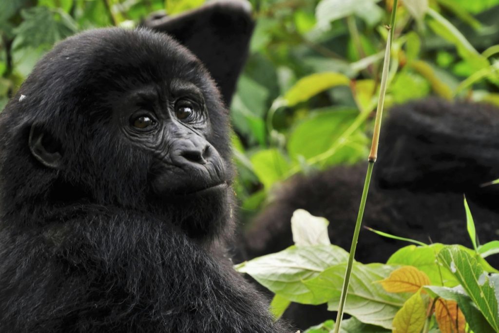 Adventure Safaris to Bwindi Impenetrable National Park