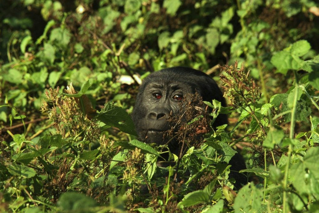 Age Limits for Bwindi Gorilla Trekking