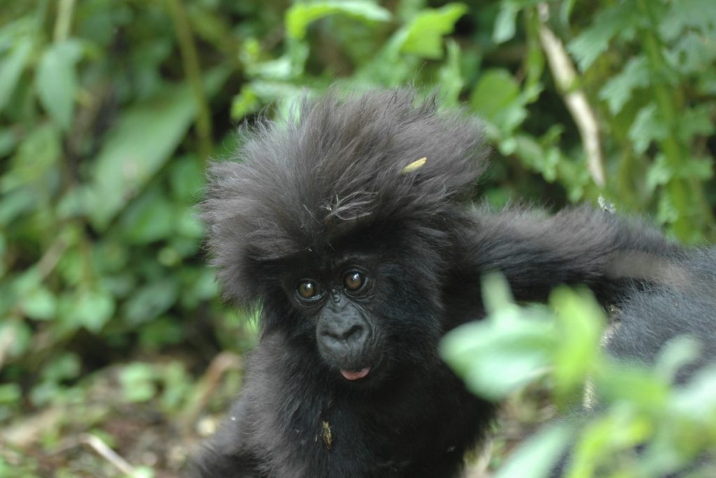 Are Gorillas Primates