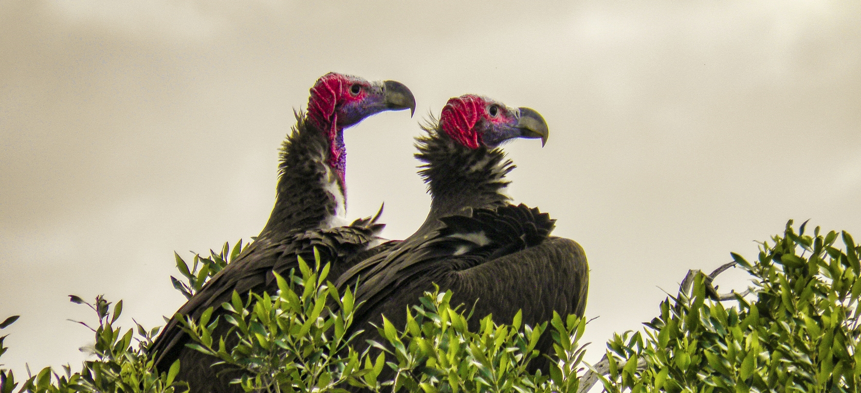 4-Day Birding Safari in Murchison Falls National Park