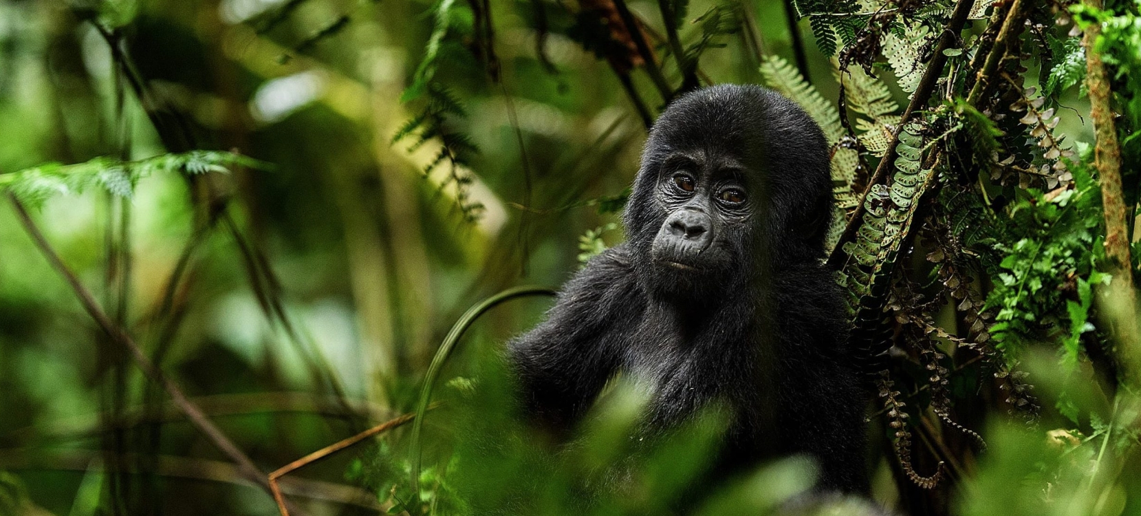 Bwindi Gorilla Trekking and Birding Safari