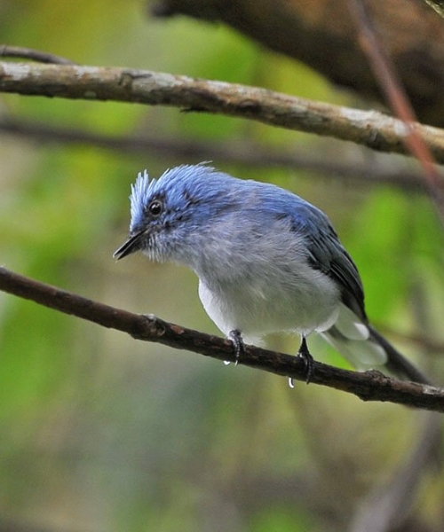 Bwindi Gorilla Trekking and Birding Safari