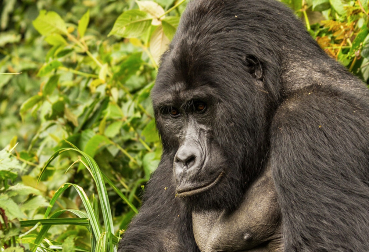 Bwindi's must-see attractions include mountain gorillas,10 primate species, 120 animals, 350 bird species, 160 tree species, Batwa pygmies