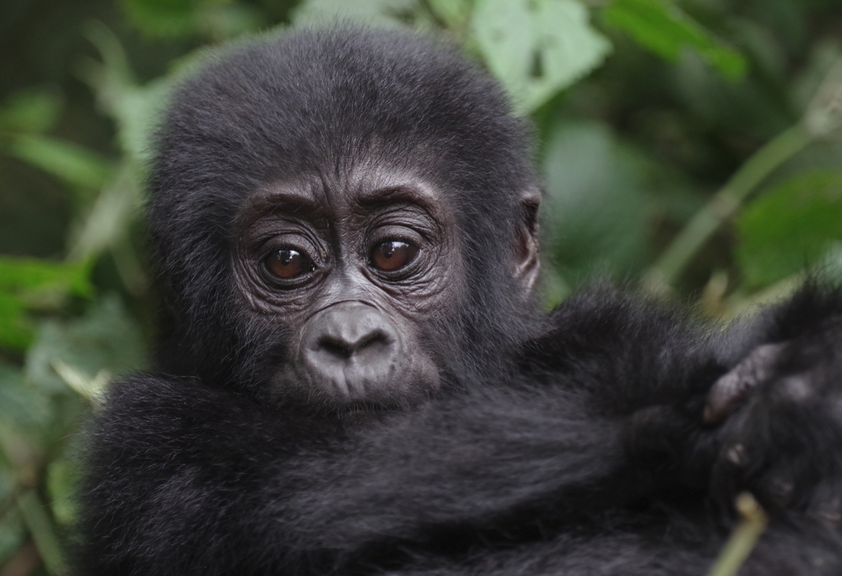 Gorilla Tours in Bwindi Impenetrable National Park