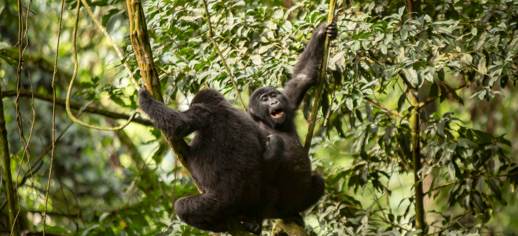 3-Day Mountain Gorilla Encounter in Rwanda