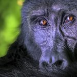  How to access Uganda's mountain gorillas in both Bwindi Impenetrable and Mgahinga National Park is through road transport or air transport.