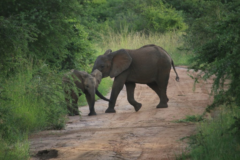 A Comparison Between Murchison Falls and Akagera National Park