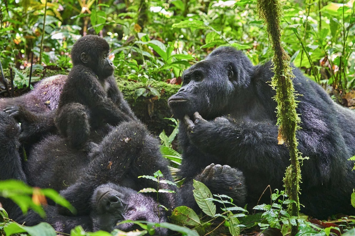 Oruzogo Gorilla Family in Bwindi