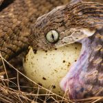 Reptile Filmmaking in Uganda