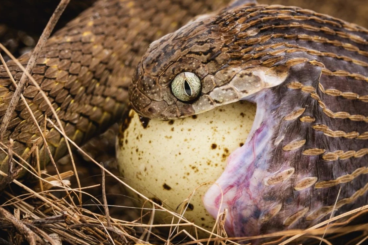 Reptile Filmmaking in Uganda
