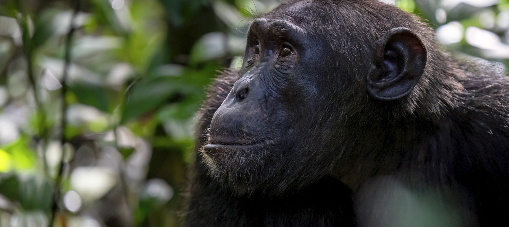 Rwanda Primate Adventure Safari