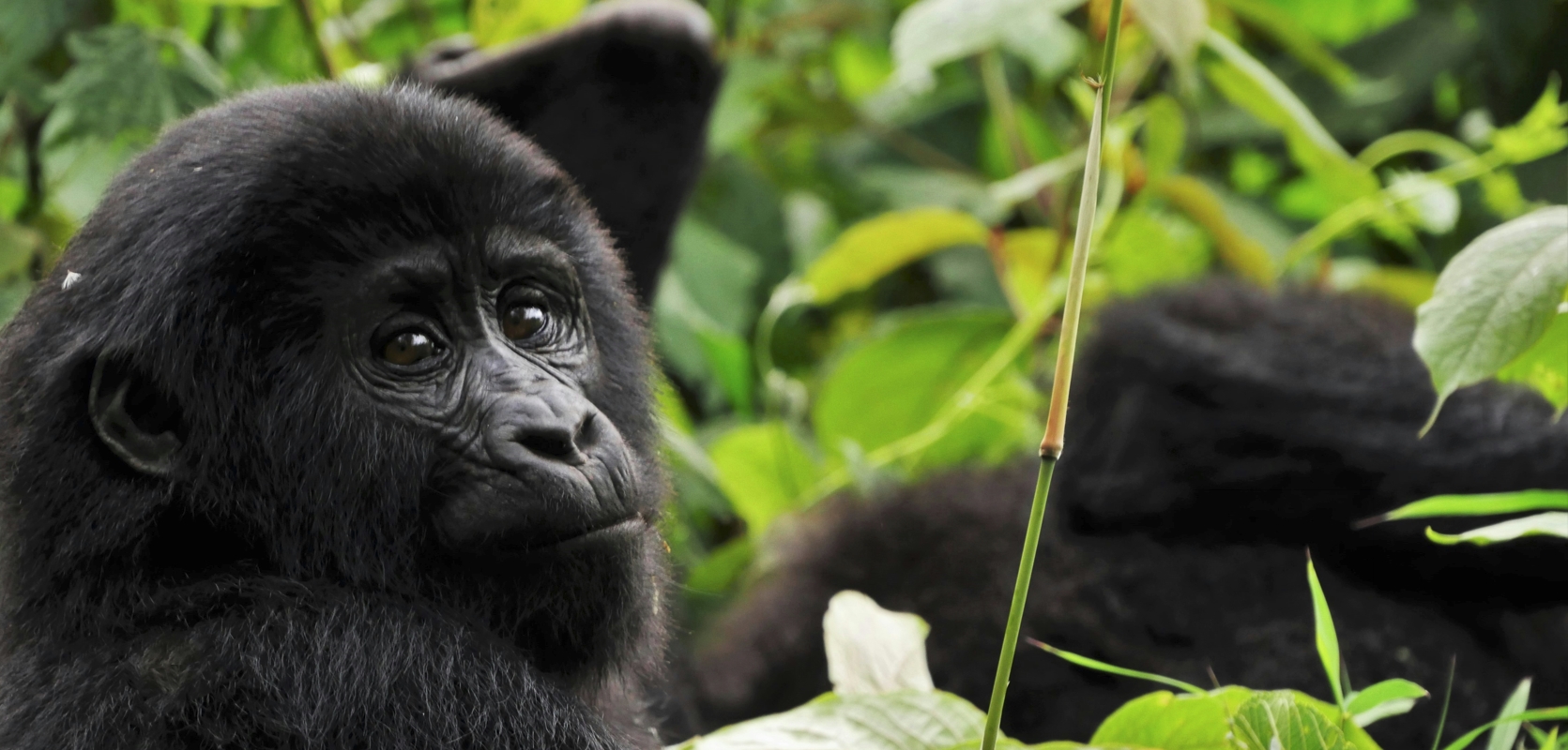The 2 days Bwindi Flying Adventure Safari