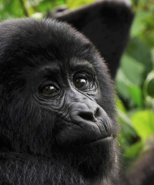 The 2 days Bwindi Flying Adventure Safari