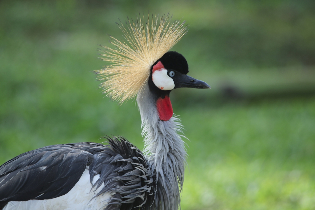 The Best Bird Watching Spots in Uganda and Rwanda for Bird Lovers