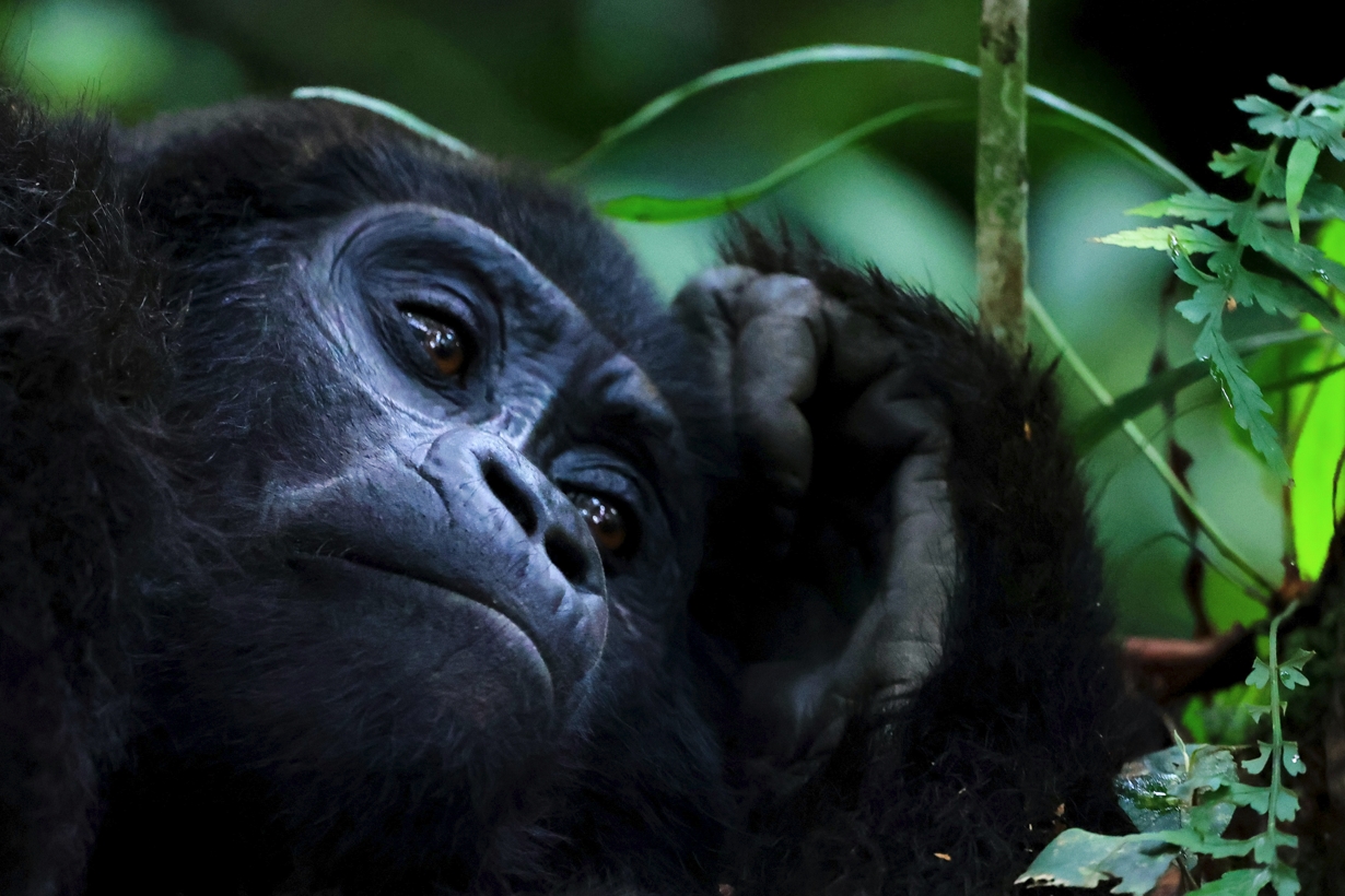 The Ultimate Guide to Gorilla Permits