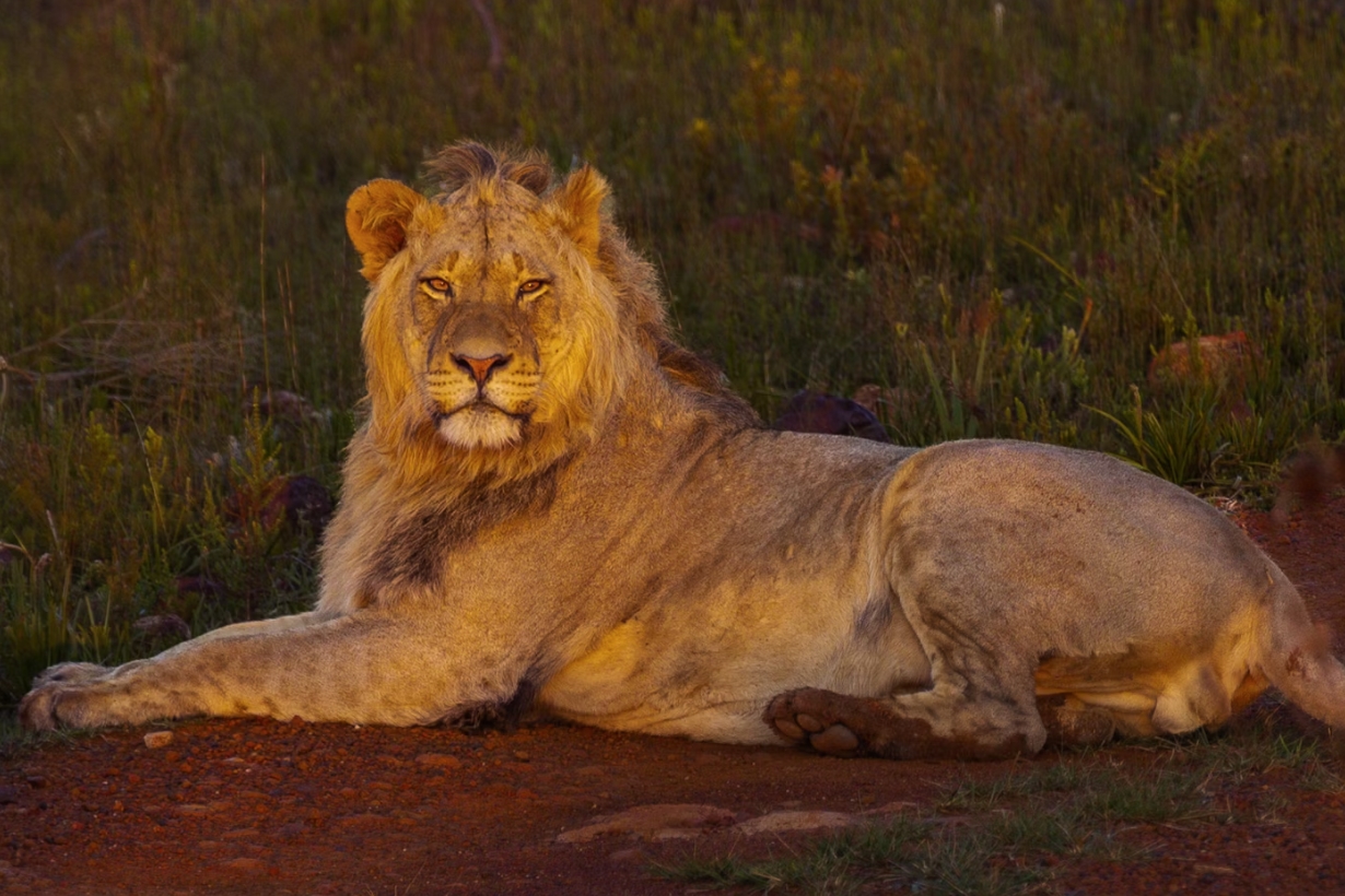 Ultimate Wildlife Safari in Uganda and Rwanda Meet the Big Five