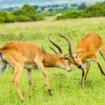What is the Best Time to Visit Uganda for a Wildlife Adventure