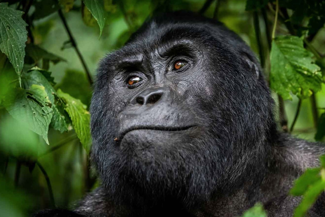 Where To See Mountain Gorillas in Uganda