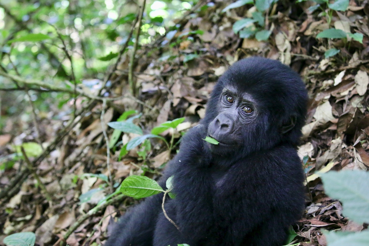 Why Bwindi is Considered the Primate Paradise