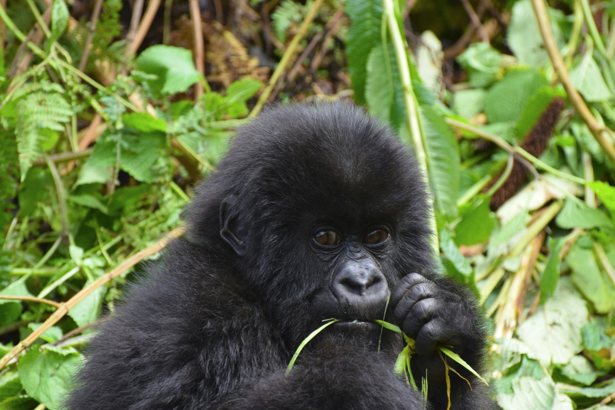 This is why you should visit Uganda and Rwanda, these two countries offer unique activities such as gorilla trekking, chimpanzee trekking