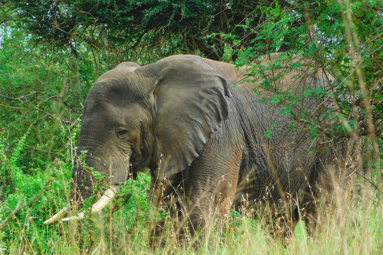 Why Uganda should not miss on your Bucket list, the country's diverse fauna and gorillas make every step an incredible African experience.