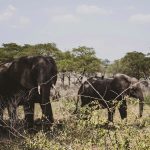 Why is Uganda the Perfect Destination for a Wildlife Safaris, It offers diverse attractions, including gorillas, lions, and bird species