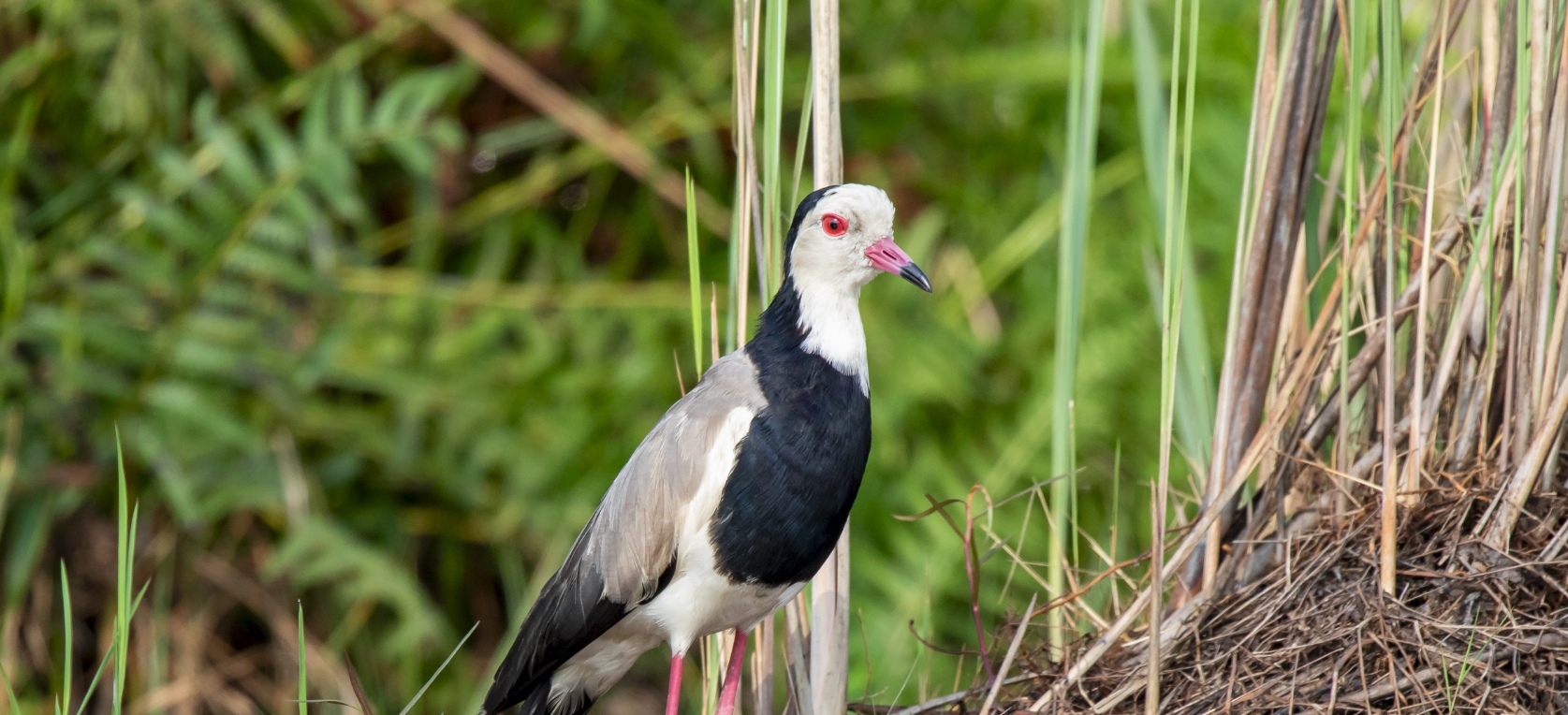 5-Days Uganda Bird Watching Tour