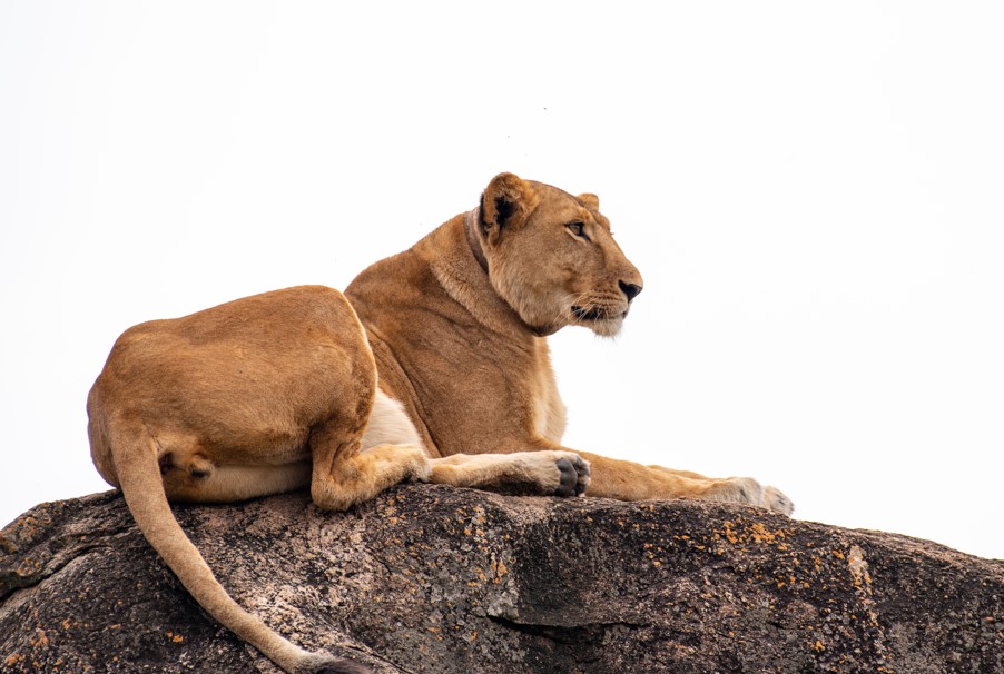 The best tourist destinations in Uganda include Bwindi Impenetrable National Park, Kibale, Murchison Falls, and Queen Elizabeth National Park