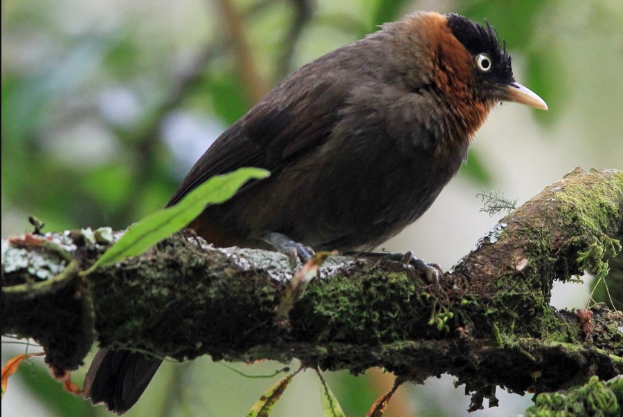 Birdwatching in Bwindi Forest