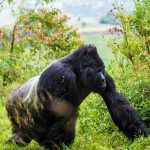 How To React If A Gorilla Comes Near You During The Trek