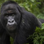 Things to Expect from Gorilla Encounters in Bwindi